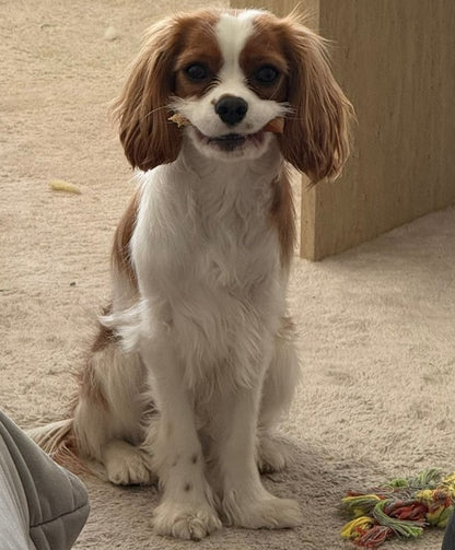 Oven-Baked Beef Paddywhack – 12-Hour Crunch