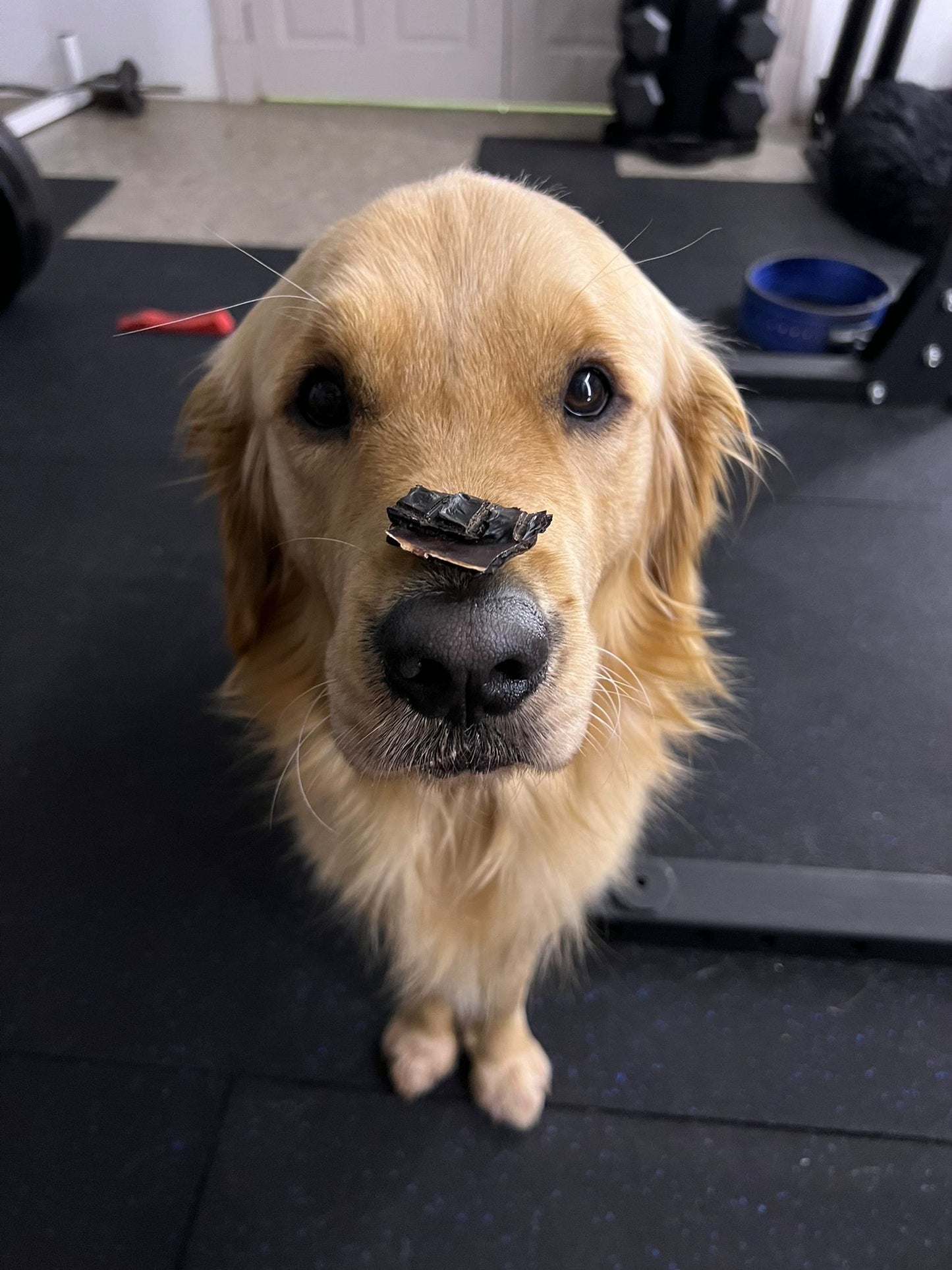 Beef Liver Bites – Nutrient-Rich Powerhouse